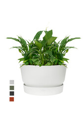 Lepelplant In Greenville Bowl