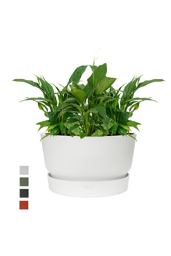 Lepelplant In Greenville Bowl