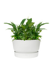 Lepelplant In Greenville Bowl