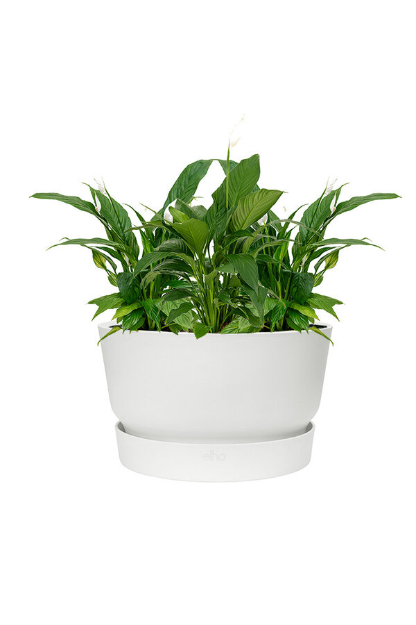 Lepelplant In Greenville Bowl
