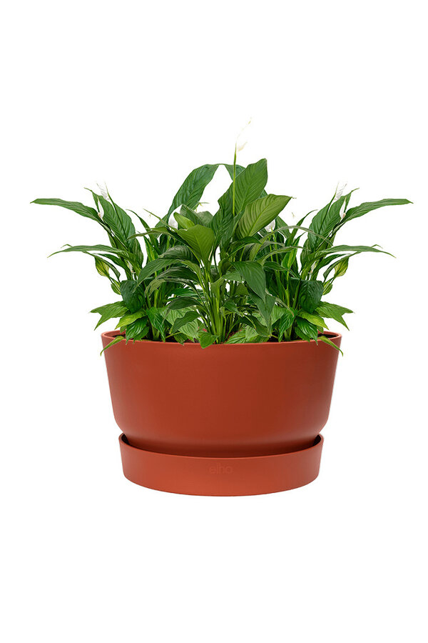 Lepelplant In Greenville Bowl