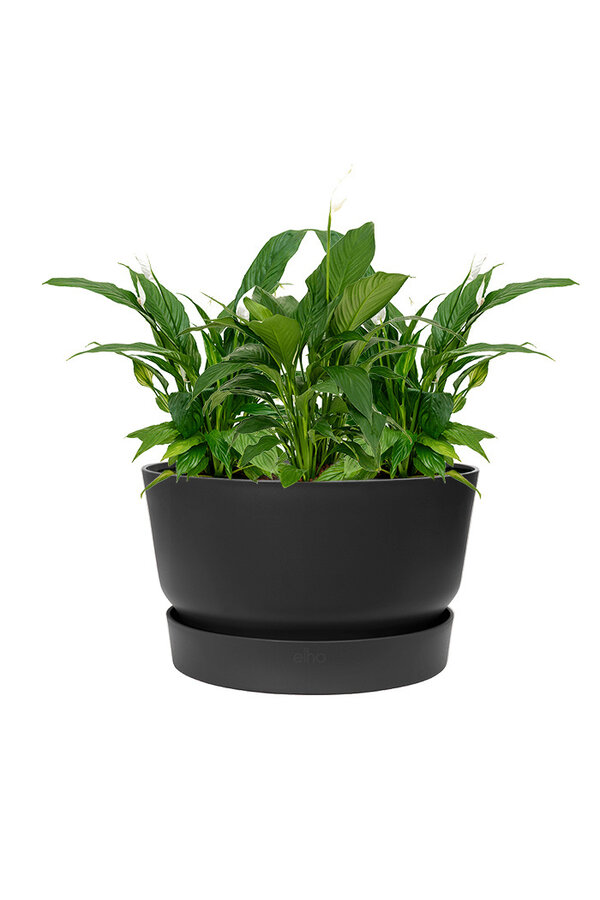 Lepelplant In Greenville Bowl