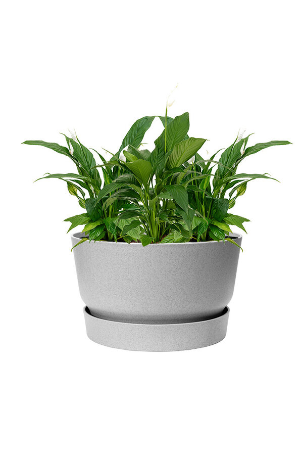 Lepelplant In Greenville Bowl