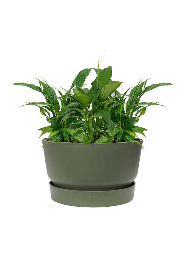 Lepelplant In Greenville Bowl