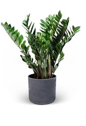 Zamioculcas Duinplant in Charlie pot