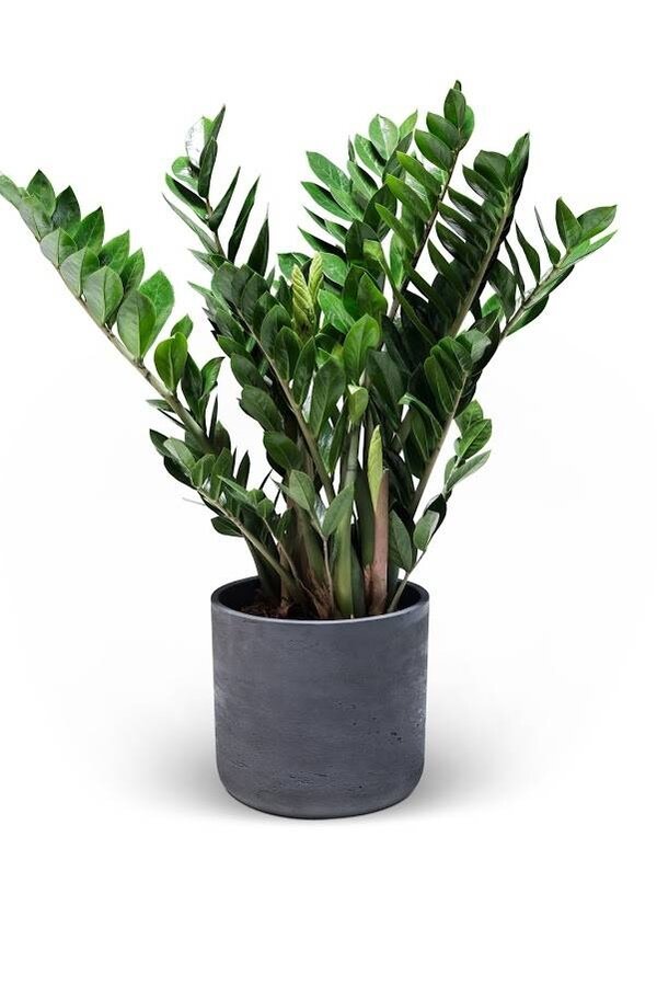 Zamioculcas Duinplant in Charlie pot