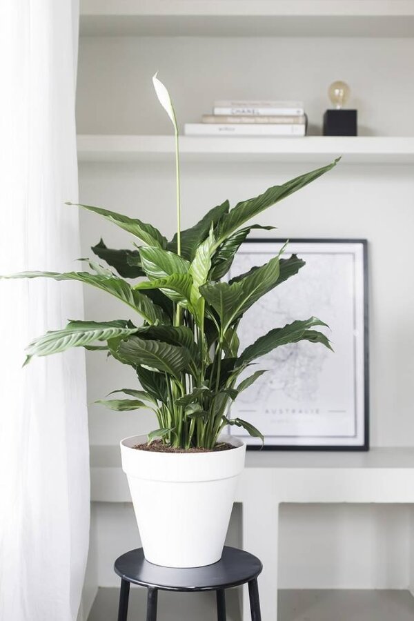 Lepelplant In Urban