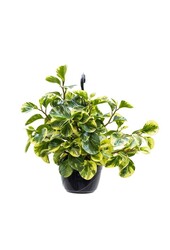 Peperomia Obtusifolia Plante suspendue