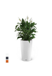 Spathiphyllum dans un Cilindro auto-arrosant