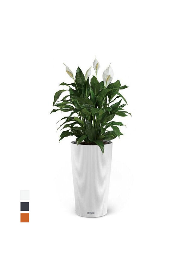 Spathiphyllum dans un Cilindro auto-arrosant