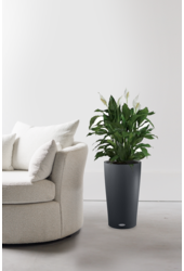 Spathiphyllum dans un Cilindro auto-arrosant