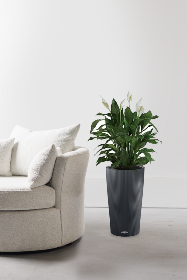 Spathiphyllum dans un Cilindro auto-arrosant