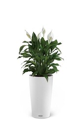 Spathiphyllum dans un Cilindro auto-arrosant