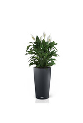 Spathiphyllum dans un Cilindro auto-arrosant
