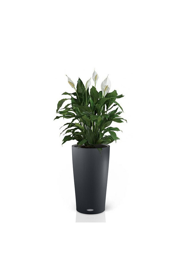 Spathiphyllum dans un Cilindro auto-arrosant