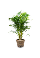 Palmier doré Areca dans un pot en rotin