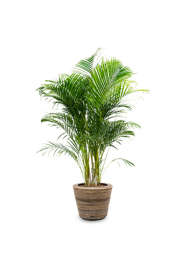 Palmier doré Areca dans un pot en rotin
