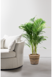 Palmier doré Areca dans un pot en rotin
