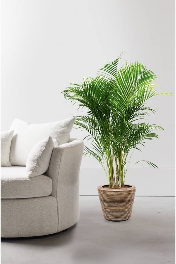Palmier doré Areca dans un pot en rotin