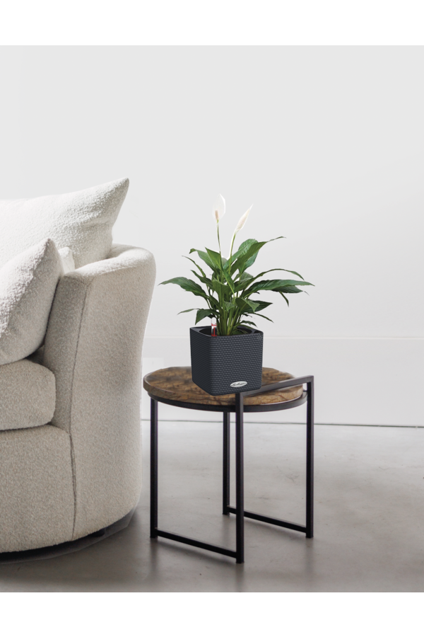 Spathiphyllum dans un pot auto-arrosant puro