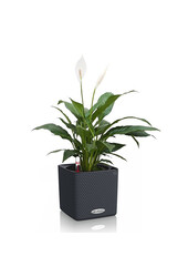 Spathiphyllum dans un pot auto-arrosant puro