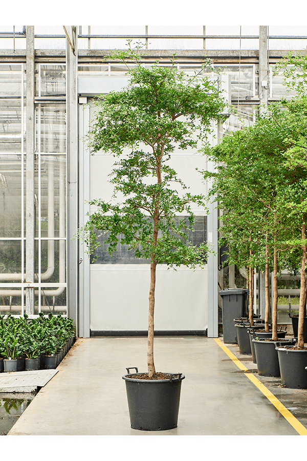 Bucida Buceras Shady Lady