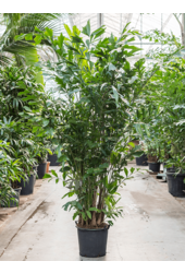 Caryota Mitis