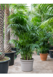 Kentia (Howea) Forsteriana