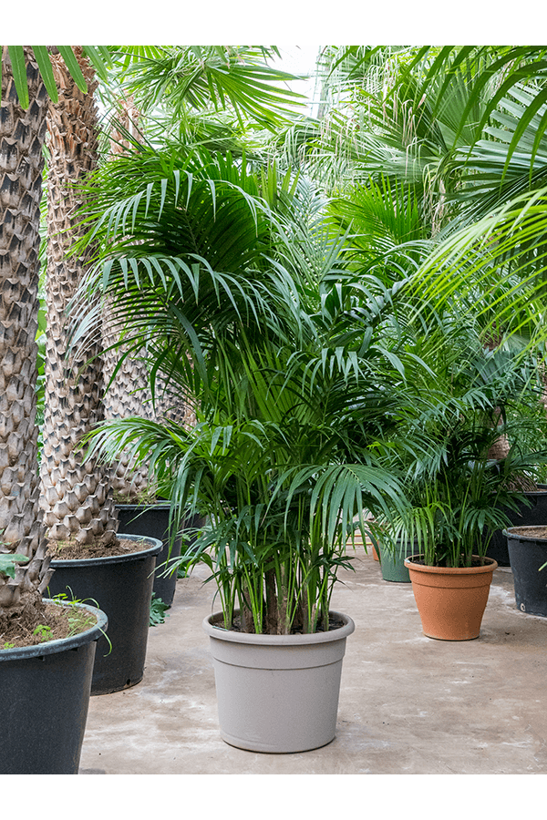 Kentia (Howea) Forsteriana