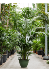 Kentia (Howea) Forsteriana