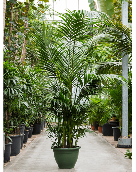 Kentia