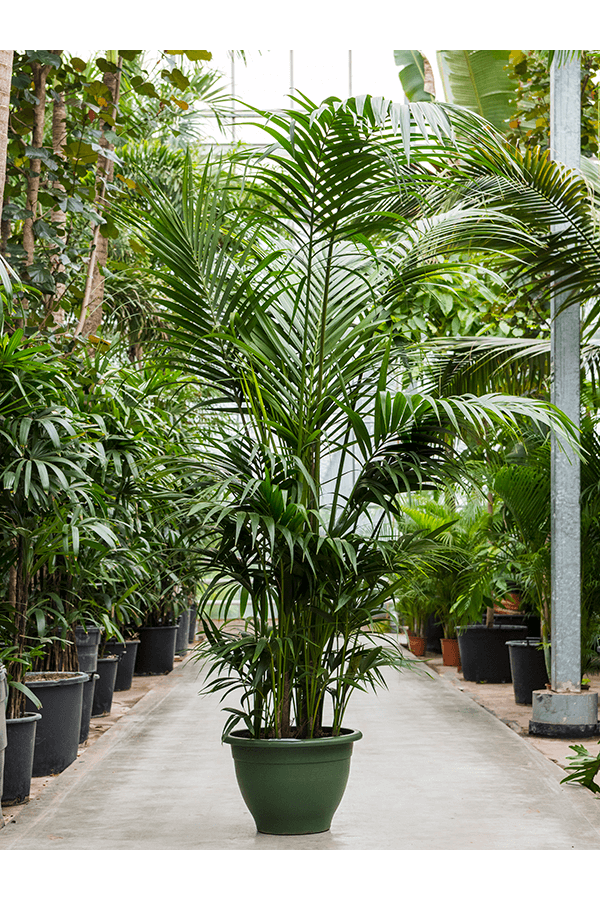 Kentia (Howea) Forsteriana