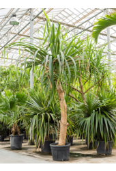 Pandanus Utilis