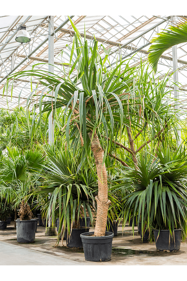 Pandanus Utilis