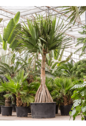 Pandanus Utilis