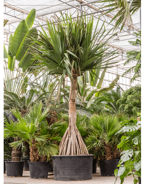 Pandanus