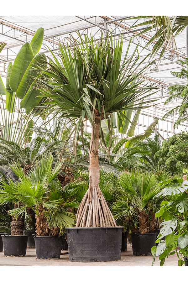 Pandanus Utilis