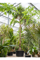 Pandanus Utilis