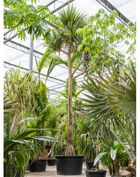 Pandanus
