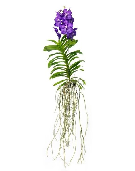 Vanda