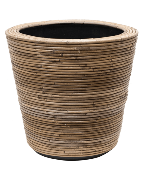 Rotan