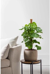 Monstera Plante à trous sur tuteur en mousse S
