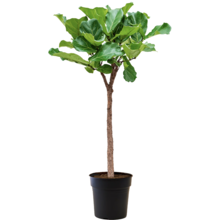Ficus Lyrata