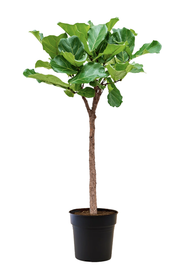 Ficus Lyrata sur tige