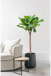 Ficus Lyrata sur tige