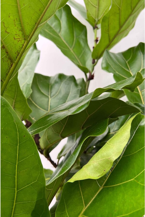 Ficus Lyrata sur tige