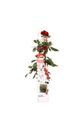 Rosier grimpant remontant Rouge