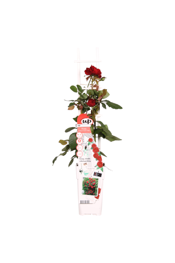 Rosier grimpant remontant Rouge