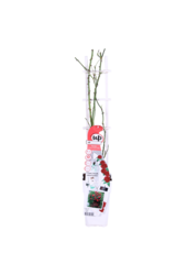 Rosier grimpant remontant Rouge