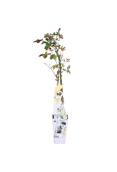 Rosier grimpant remontant Vanilla